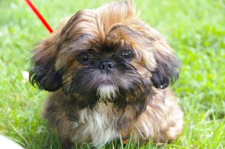 how can you tell if a shih tzu is pregnant
