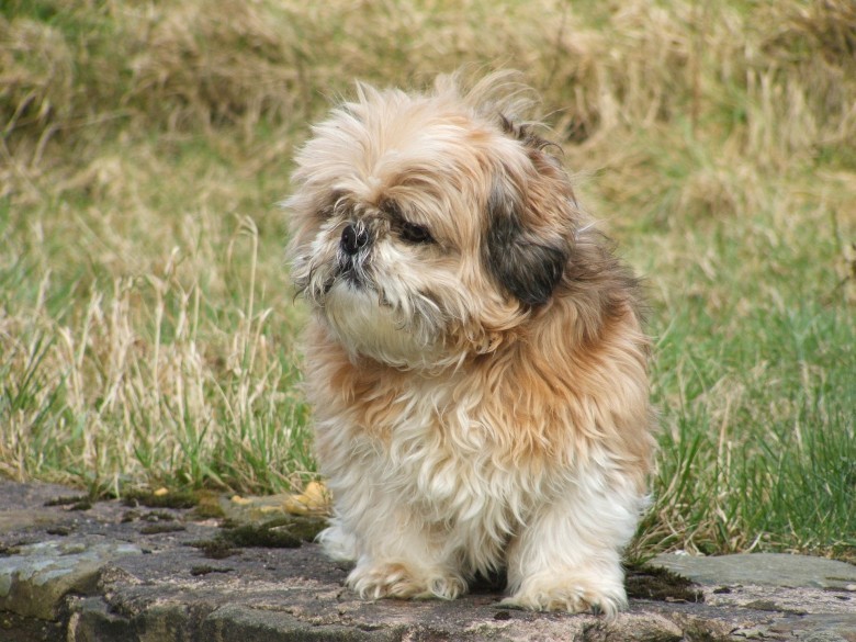 shih tzu aggressive to other dogs