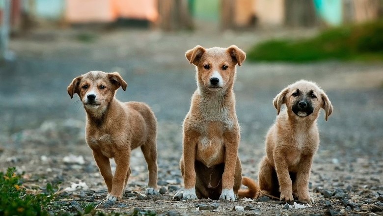 Know When to Wean Puppies
