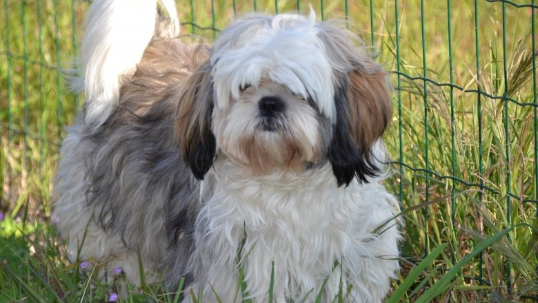Shih Tzu - Housetraining Process For Your New Shih Tzu Puppy