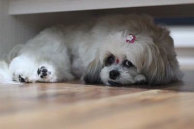 Shih Tzu - Proper Use Of Clippers And Scissors