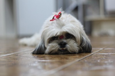 Shih Tzu Grooming – Techniques Of Ear Cleaning And Nail Trimming