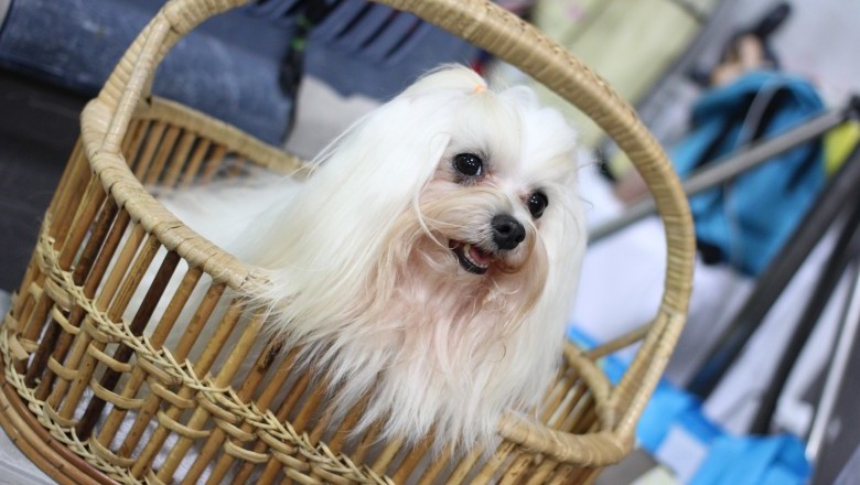 Shih Tzu - Training Your Shih Tzu To Not Bite