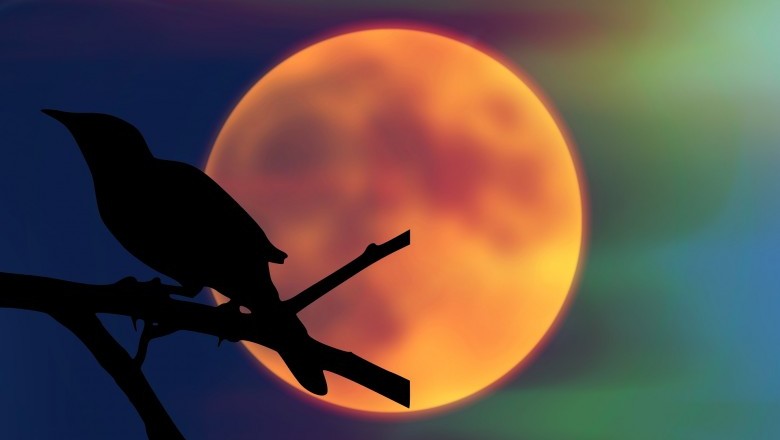 What Is A Mockingbird  