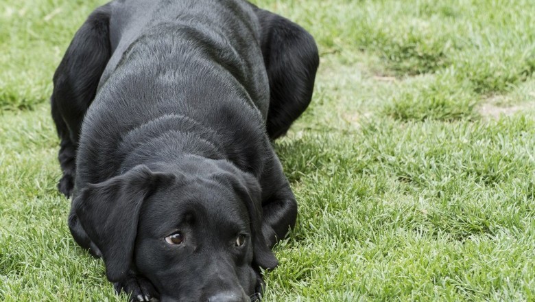 Black Labrador Puppy Training The Easy Way In 5 Simple Steps