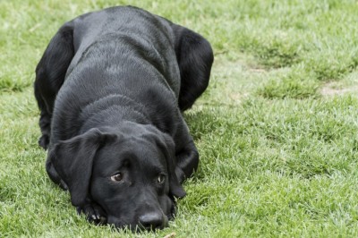 Black Labrador Puppy Training The Easy Way In 5 Simple Steps