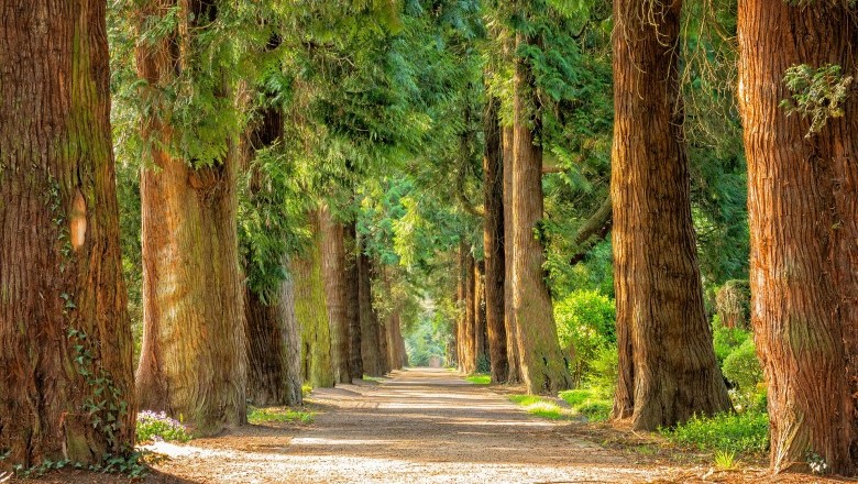 Facts About Wood & Trees