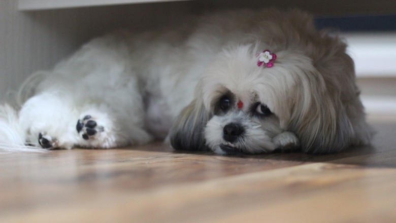 Tips On Housetraining Your New Shih Tzu Puppy