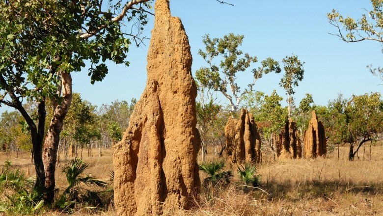 How To Make Your Own Termite Killer At Home