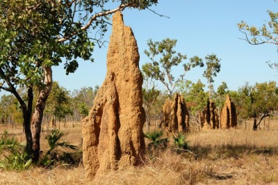 How To Make Your Own Termite Killer At Home 