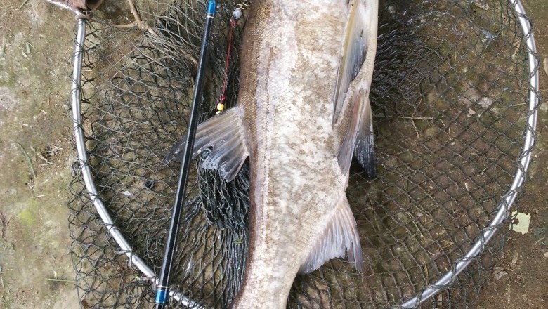 Homemade Carp Bait Recipes And Ingredients Secrets Of Making Pop Up Baits! 