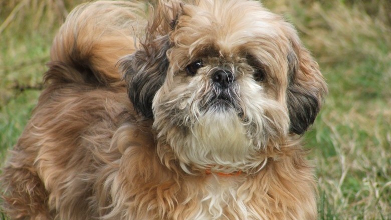Shih Tzu - Behavior Modification