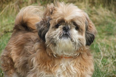 Shih Tzu - Behavior Modification