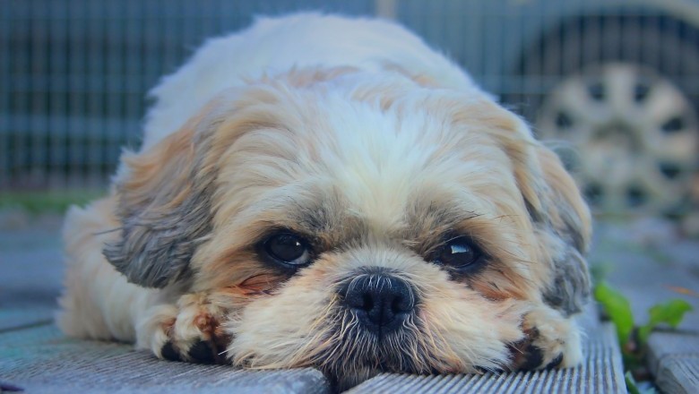 Shih Tzu - Housetraining Your Shih Tzu The Right Way