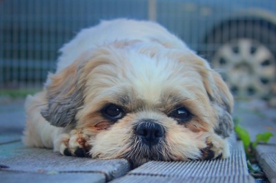 Shih Tzu - Housetraining Your Shih Tzu The Right Way