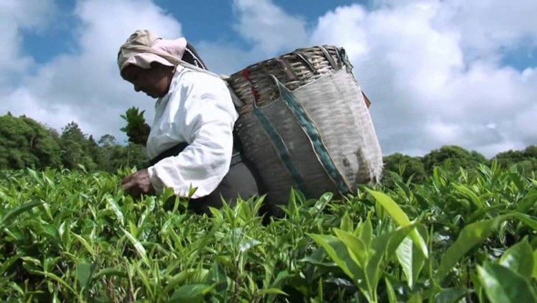 Discover Mauritius - An island of Emotion