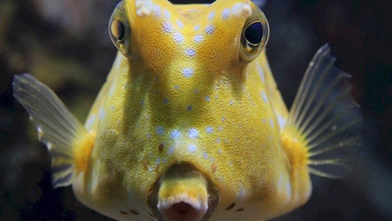 Selecting A Beautiful Flower Horn Fish