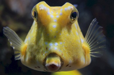 Selecting A Beautiful Flower Horn Fish