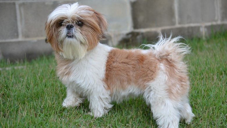 Shih Tzu - Tips On Eliminating Bad Habits