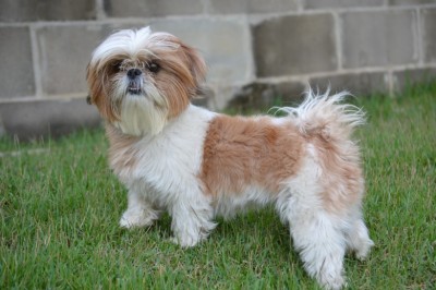 Shih Tzu - Tips On Eliminating Bad Habits