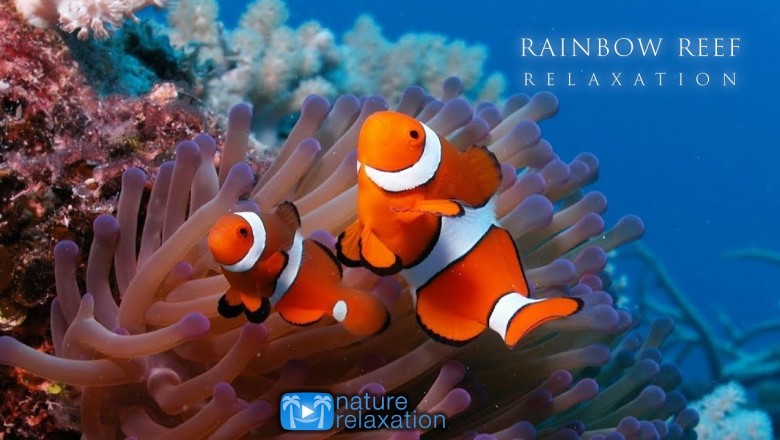 Stunning Underwater Footage