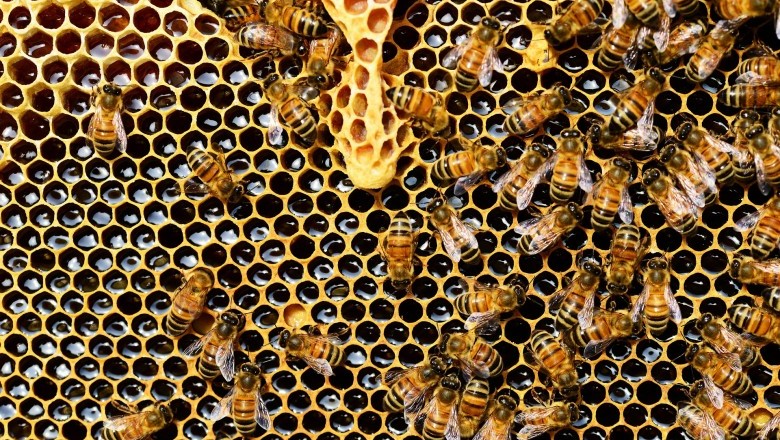 Learn About The Reproduction For Honey Bees 