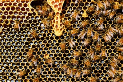 Learn About The Reproduction For Honey Bees 