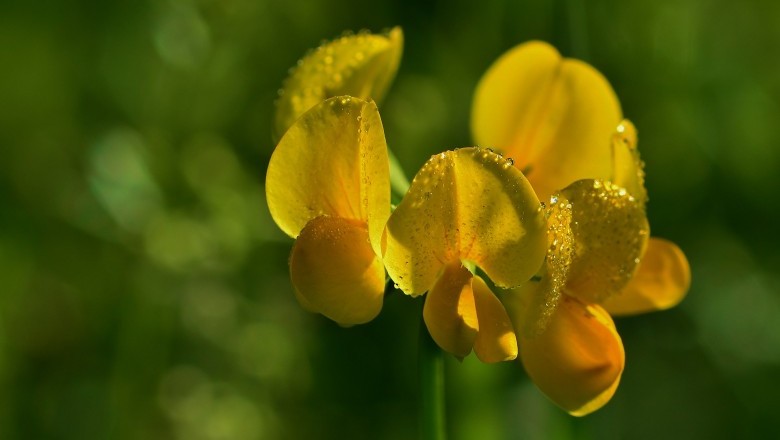 Natural Foods That Make Your Breasts Bigger Please Learn About These Breast Enlargement Foods!