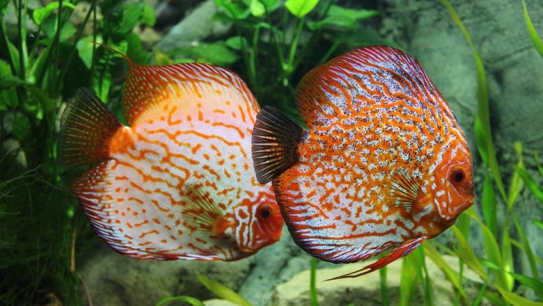 How to get a Breeding Pair of Discus fish