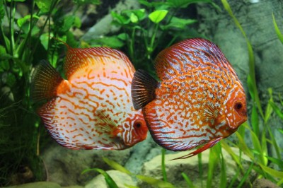 How to get a Breeding Pair of Discus fish