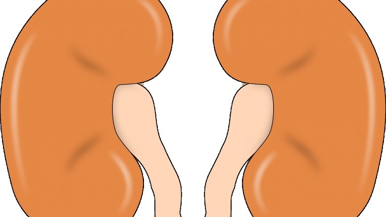 Functions of Epithelial Cells for Human Kidney