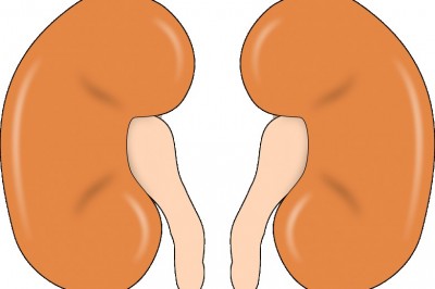 Functions of Epithelial Cells for Human Kidney