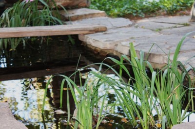 Installing A Backyard Pond In Your Backyard 