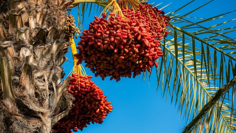 Rosh Hashanah And How To Celebrate The Jewish New Year