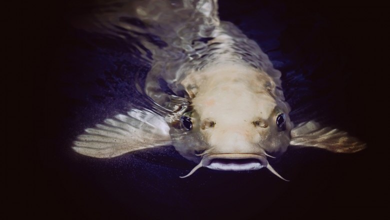 Fishing For Catfish At Night: Key Set Up Steps