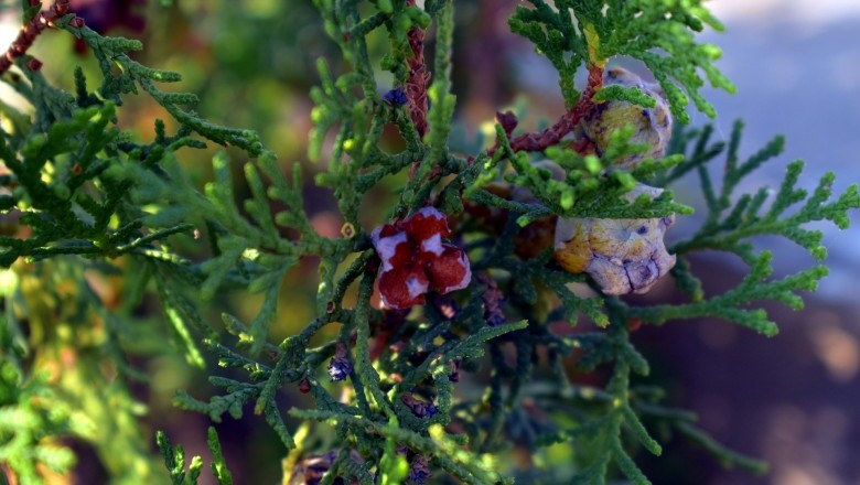 About Green Giant Arborvitae