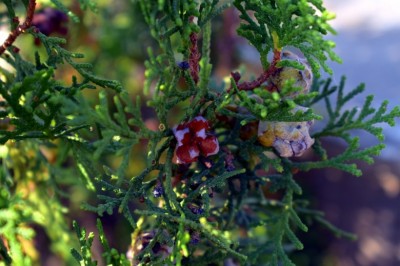 About Green Giant Arborvitae