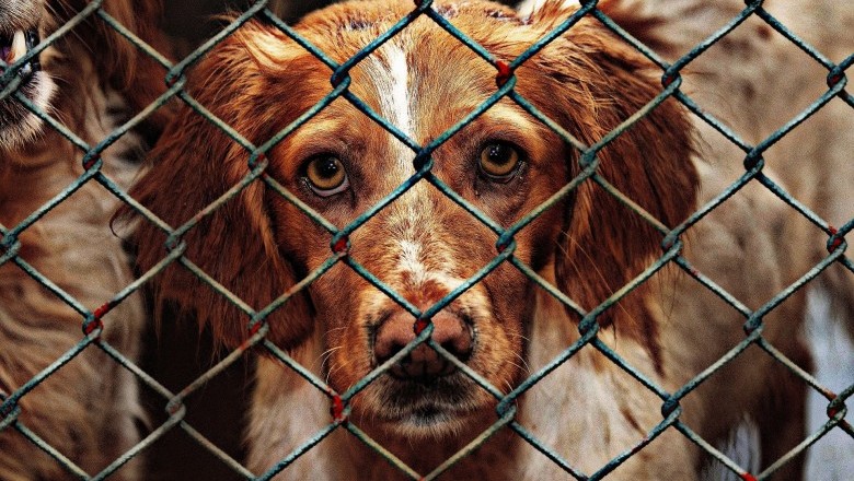 Rescue Dog Training -- How to Make Your Timid, Shy Or Distrustful Rescue Dog Sociable and Friendly