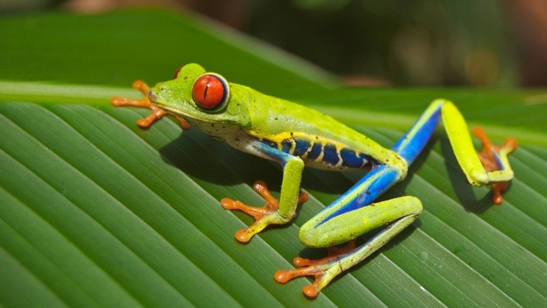 The Different Kinds Of Frog