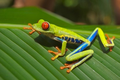 The Different Kinds Of Frog 