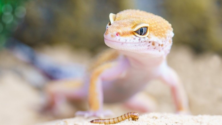 The Difficulty of Finding Great Gecko Names