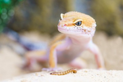 The Difficulty of Finding Great Gecko Names