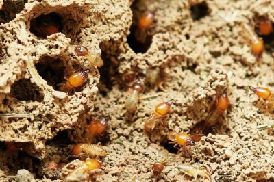 Looking At Termite Pictures Online 