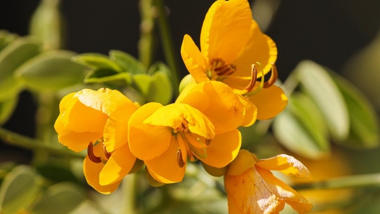 How to Use Senna for Constipation Relief