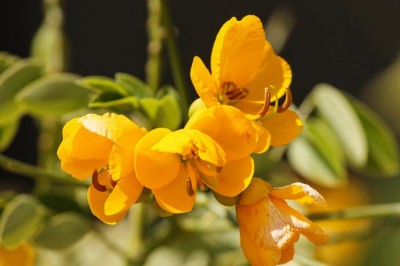 How to Use Senna for Constipation Relief