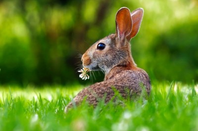 Different Ways To Cook A Rabbit