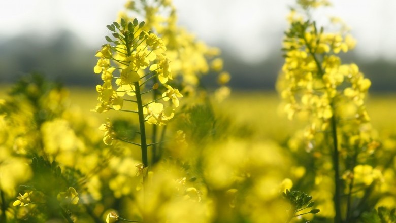 Can I use Biodiesel in my diesel car?