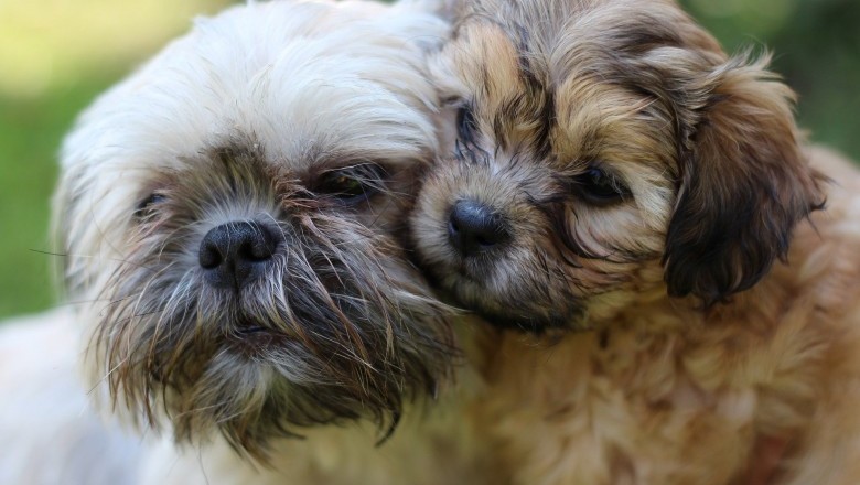 Shih Tzu - New Puppies And Older Dogs