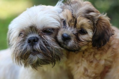 Shih Tzu - New Puppies And Older Dogs