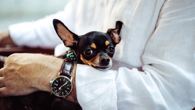 Good Things To Know About Chihuahua Dogs